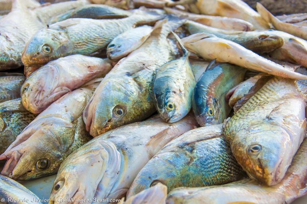 Imagem de peixes fresquinhos na Praia do Itaguá.